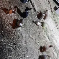 خرگوش|موش و خرگوش|نورآباد ممسنی, |دیوار