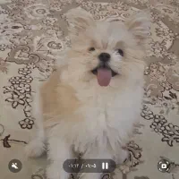 سگ گمشده|حیوانات|اصفهان, خانه اصفهان|دیوار