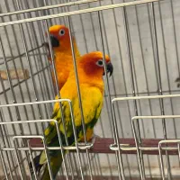 طوطی خورشیدی|پرنده|آمل, |دیوار