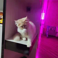 گربه پرشین گلف