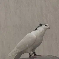 کبوتر گم شده