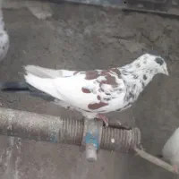 کفتر افغانی ماده امری مگسی کله سفید و افشون|پرنده|پاکدشت, پاکدشت (مامازند)|دیوار