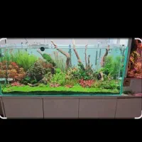 آکواریوم ماهی،قوغاز۴ماهه