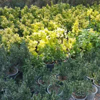 باغبانی .درخت کاری.کاشت واجرا . محوطه سازی.|خدمات باغبانی و درختکاری|کرج, باغ سیب|دیوار