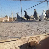 کفتر|پرنده|فردوس (خراسان), |دیوار