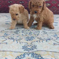 توی پودل نر|سگ|قائمشهر, |دیوار