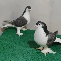 کبوتر|پرنده|نقده, |دیوار