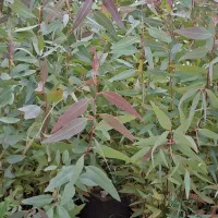 نهال آکالیپتوس