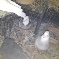 طوقی|پرنده|فشاپویه, |دیوار