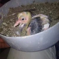 جوجه کفتر عکس دوم ن..گاه کنید