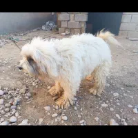 سگ پشمالو|سگ|رامشیر, |دیوار