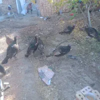 فروش۷عددبوقلمون|حیوانات مزرعه|شبستر, |دیوار