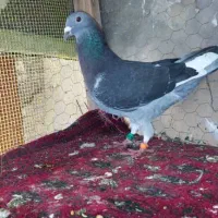 کبوترپلاکی|پرنده|حمیدیا, |دیوار