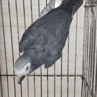 کاسکو|پرنده|رشت, کوی جام جم|دیوار