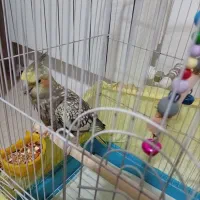 عروس هلندی ماده