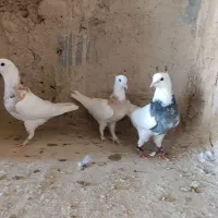 کبوتر|پرنده|خمک, |دیوار