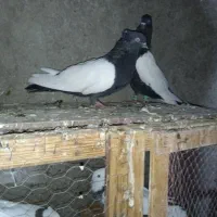 جفت بچ سینه ای