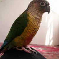طوطی گرینچیک|پرنده|آبیک, |دیوار