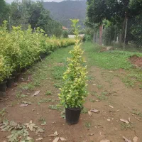 شمشاد طلای