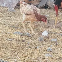 فروش مرغ لاری و فریح|حیوانات مزرعه|ورزقان, |دیوار