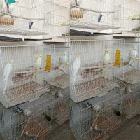 چندین جفت عروس هلندی فروشی|پرنده|تربت‌حیدریه, شهرک ولیعصر|دیوار