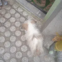 زرنگ|سگ|کرمانشاه, |دیوار