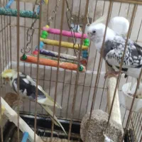 یک جفت عروس هلندی نروماده مولد ضمانتی همراه با قفس|پرنده|مشهد, توس (بلوار توس)|دیوار