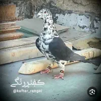 گم شده