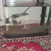 آکواریوم با دوعدد ماهی