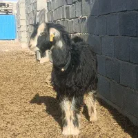 بزغاله دوبوری فروشب