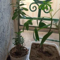 کاکتوس و گل|گل و گیاه طبیعی|شاهین دژ, |دیوار