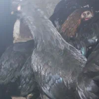 مرغ گلین|حیوانات مزرعه|بن, |دیوار