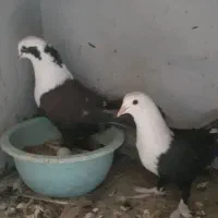 جفتی یهودی دم سفید|پرنده|کرمان, |دیوار