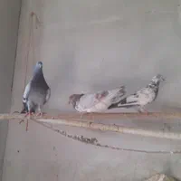 کفتر(کبوتر)|پرنده|تهران, طیب|دیوار