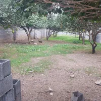 ۴۵۰ متر زمین مسکونی در بندپی شرقی|فروش زمین و ملک کلنگی|گلوگاه بابل (گلیا), |دیوار