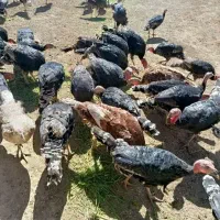 بوقلمون محلی|حیوانات مزرعه|همدان, |دیوار