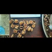 گردو همدان|خوردنی و آشامیدنی|قم, حاج زینل|دیوار