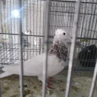 عروس هلندی سخن گو|پرنده|صدرا-فارس, فاز ۱|دیوار