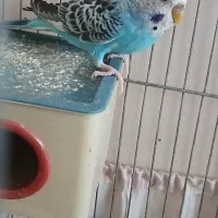 مرغ عشق ماده