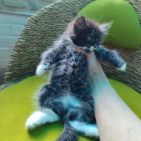 گربه پرشین رنگی|گربه|اهواز, کوی مهدیس|دیوار