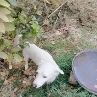 سگ  پا کوتاه|سگ|داراب, |دیوار