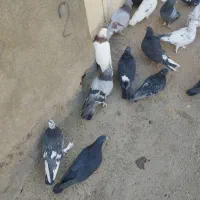 کبوتر گلی|پرنده|بن, |دیوار