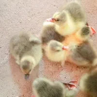 ۲عدد غاز ماده