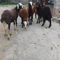 بره نر پرواری