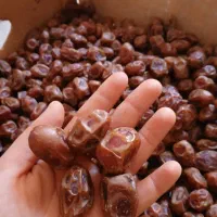 خرما کبکاب و خرمای زاهدی|خوردنی و آشامیدنی|شیراز, قصرالدشت|دیوار