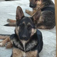 سگ ژرمن شپرد اصل