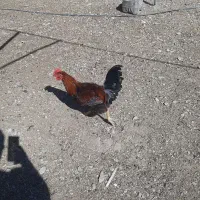 خروس محلی|حیوانات مزرعه|سروآباد, |دیوار