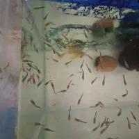 بچه ماهی گوپی|ماهی|سمنان, |دیوار