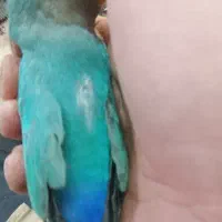 طوطی برزیلی|پرنده|تهران, بیسیم|دیوار