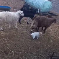 بره پای پلوار